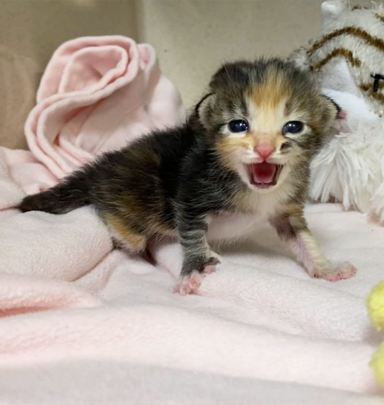 Petal Lost a Leg at Two Weeks Old, but Look at Her Now!