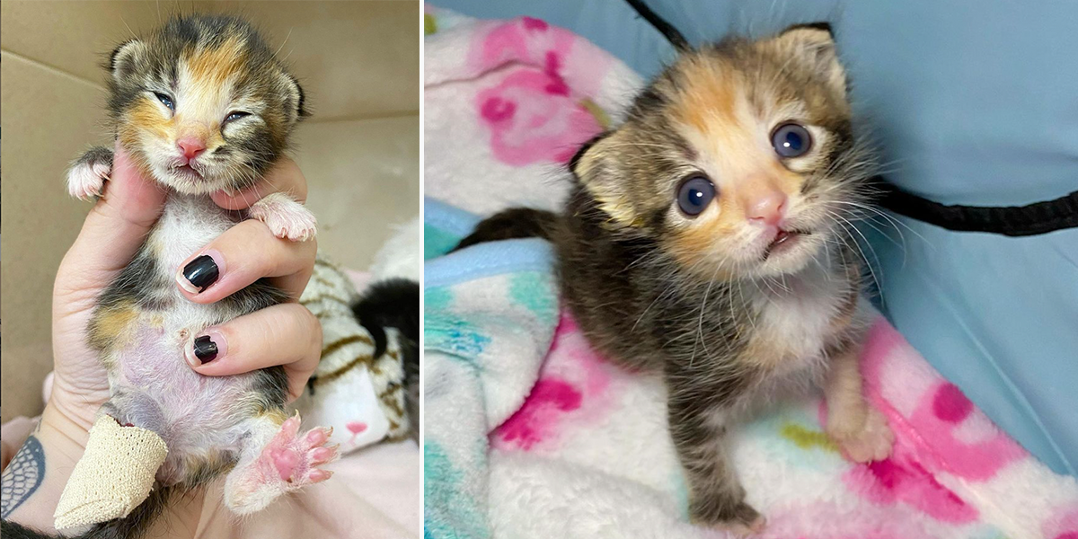 Petal the Kitten, Kitten Rescue Life