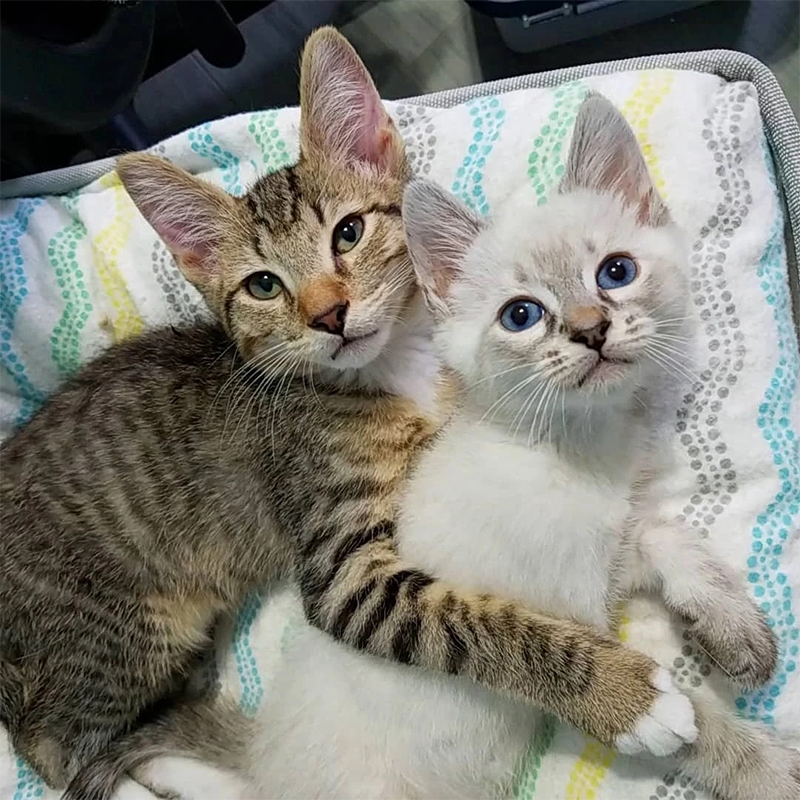Pico kitten cuddles with Ressler