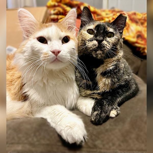 Pizza the Feral Tortie Comes Out of Her Shell, Finds Trust – Then Love
