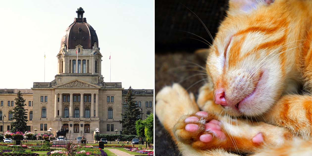 Saskatchewan Bans Cat Declawing, Joining List of Canadian Provinces