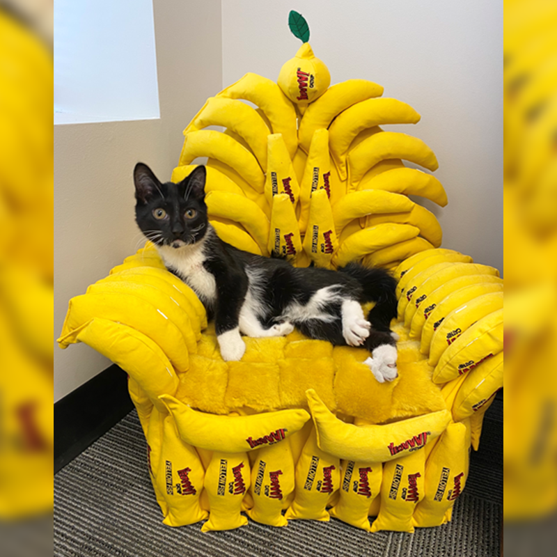 A Throne of Bananas