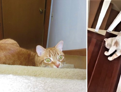 These Adorable Kitties Flop Their Way Downstairs And We’re Up For It All⁰