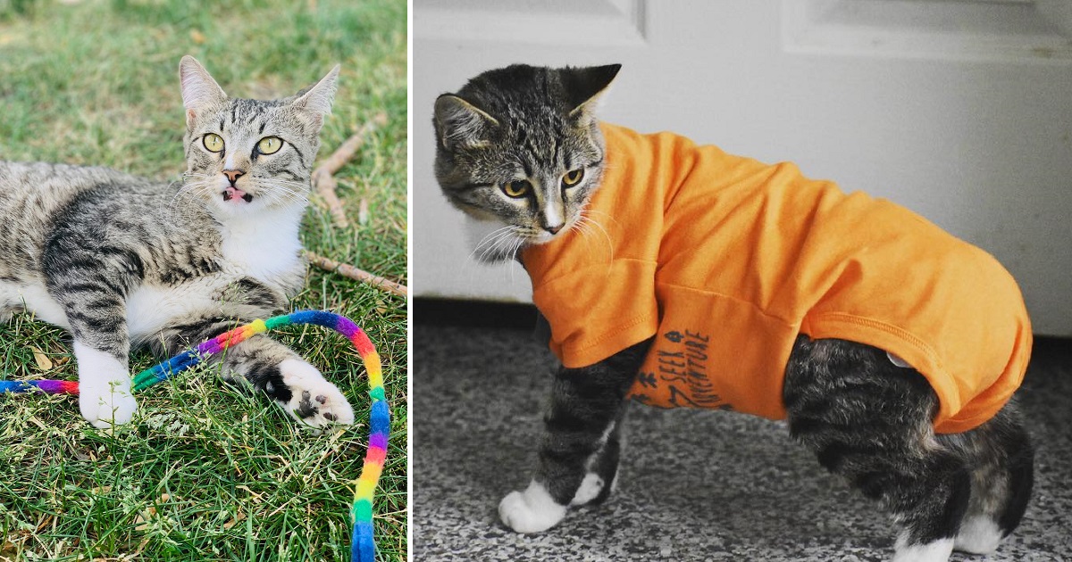 Tuck, A Sweet Kitty With Manx Syndrome Overcomes Adversity To Find His ...