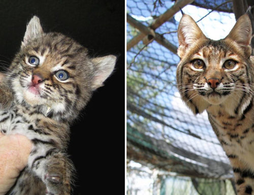 The ‘Bobcat Diva’ Yemaya Saved by a Conservation Center as a Kitten