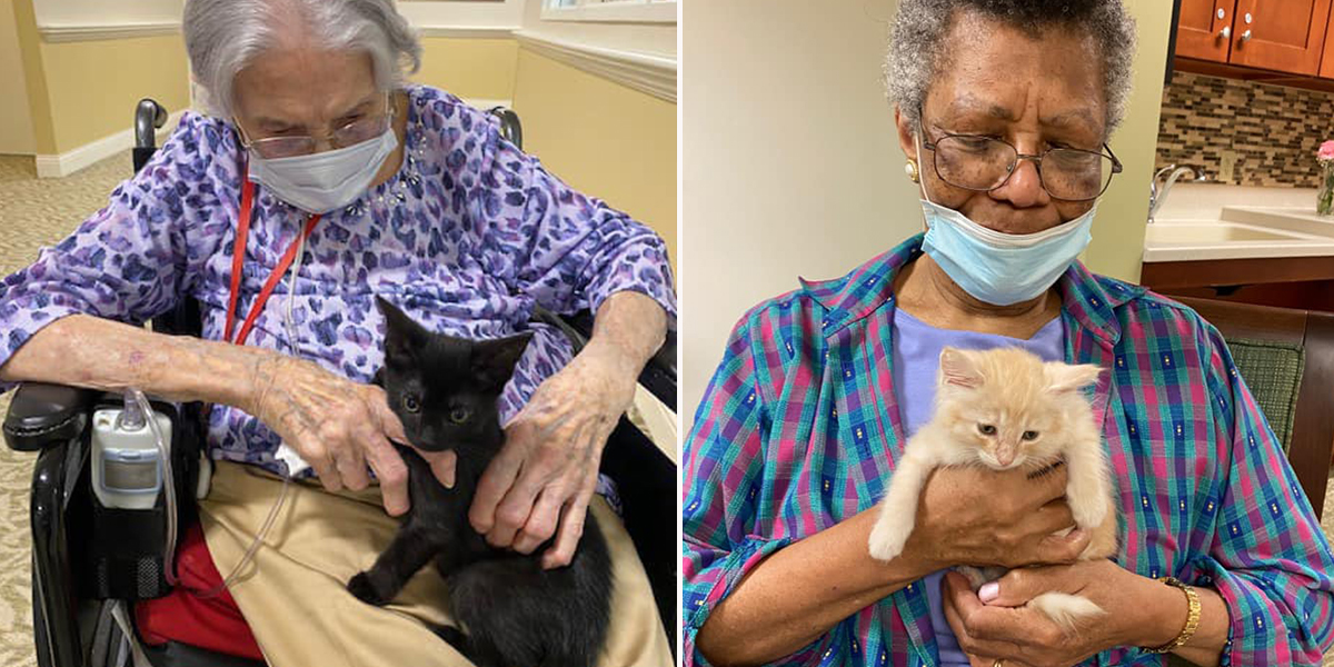 assisted living facility, foster kittens, Morningside of Bellgrade, Richmond Animal Care and Control