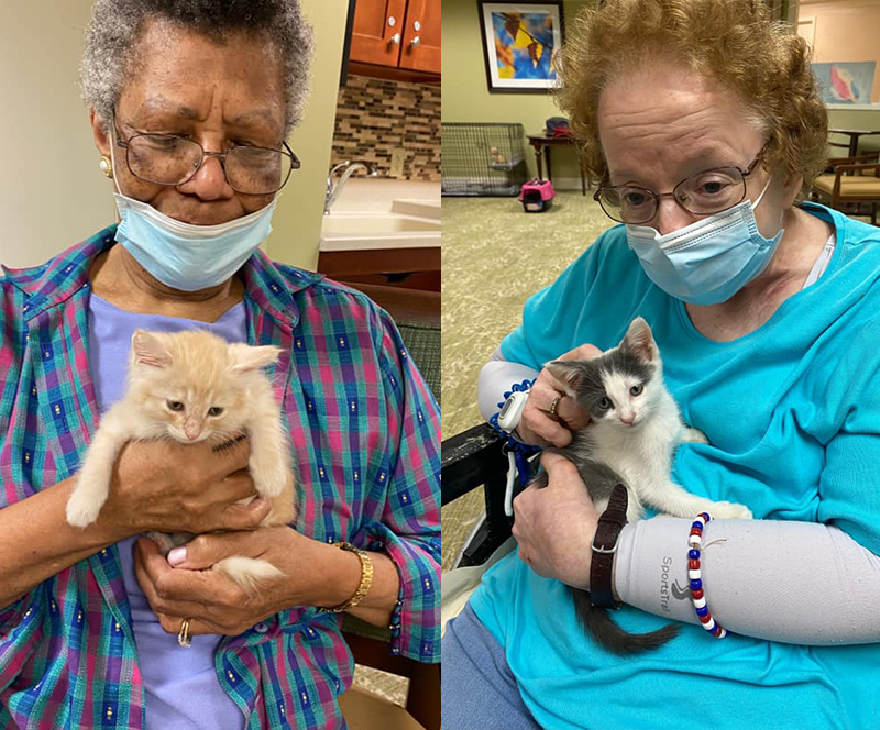 Assisted living, foster kittens