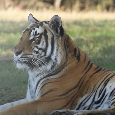 Rescued Tigers Enjoy Their First Months at Black Beauty Ranch