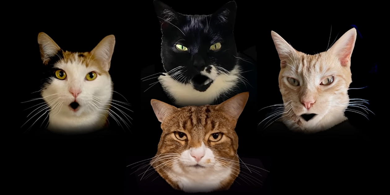 Singer Creates Bohemian Catsody' Parody and Cat Lovers Can Relate