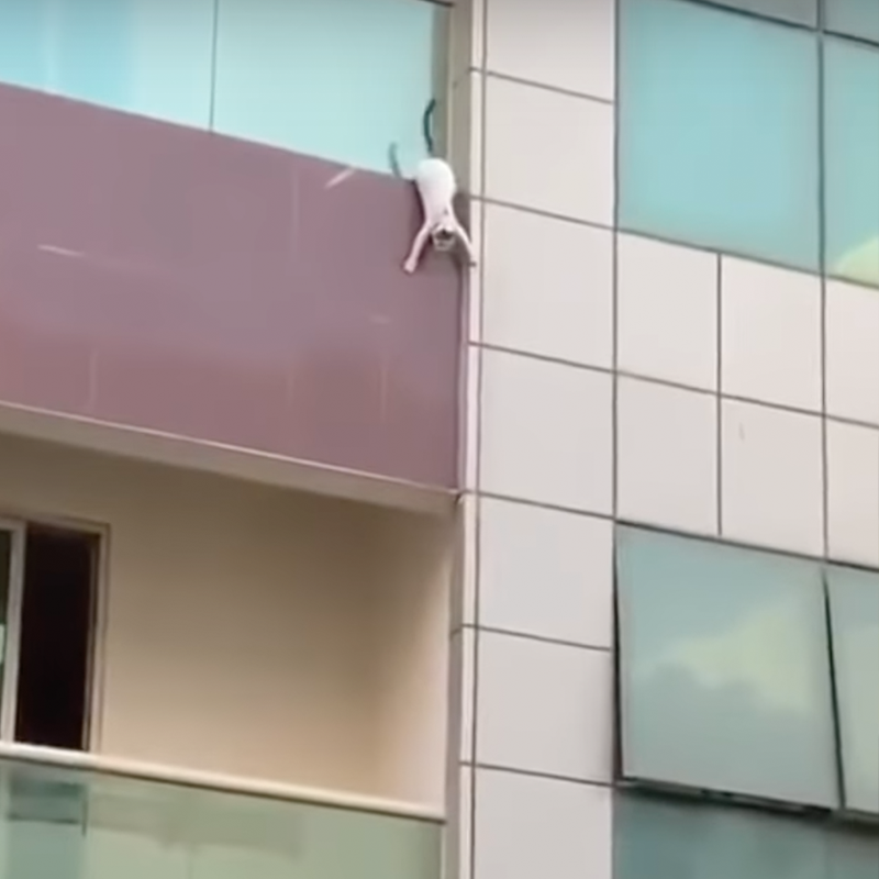 cat hangs off balcony