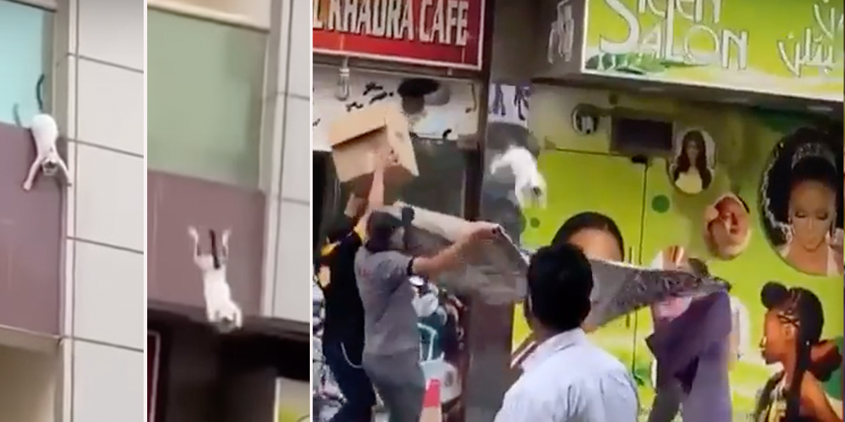 Dubai, men catch pregnant cat falling