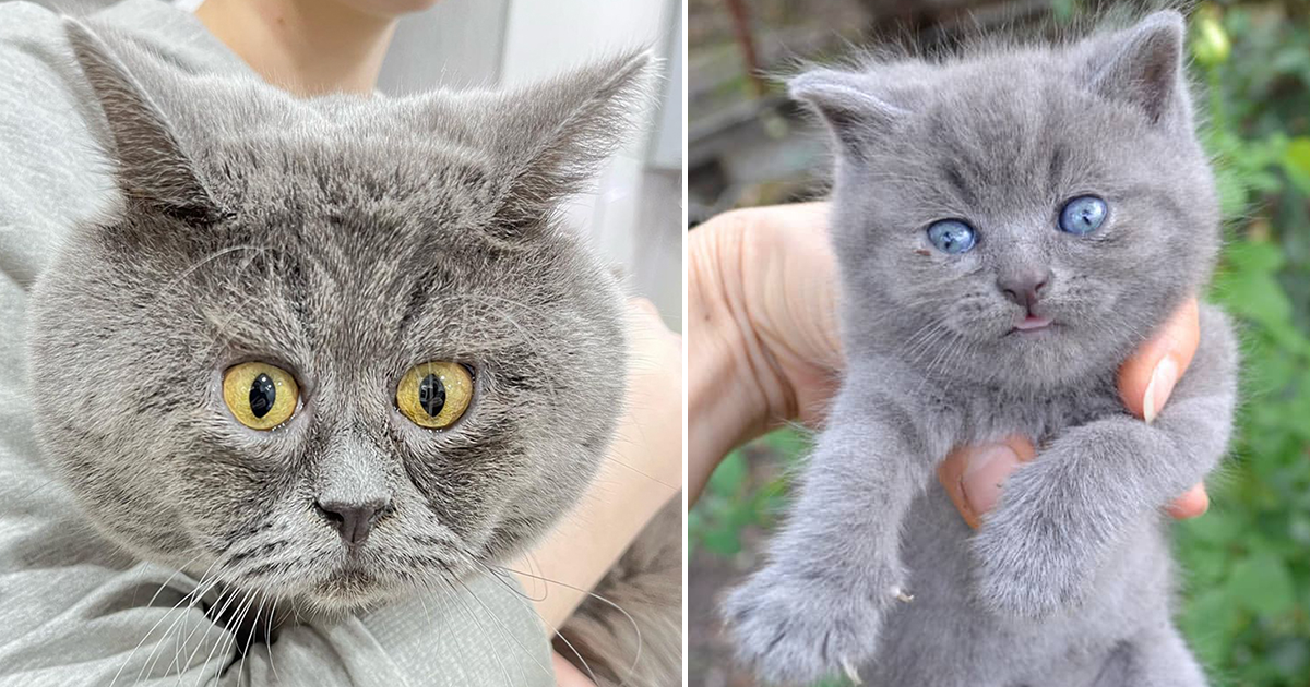 Fedya Always Looks Surprised but Loves Life With Best Cat Friend