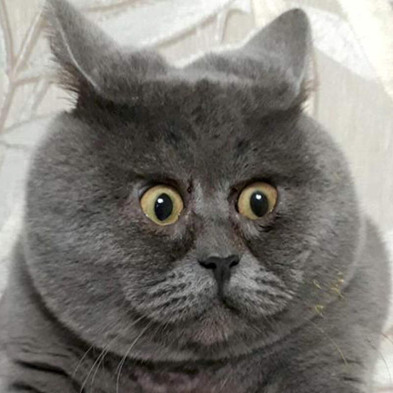 Fedya, surprised-looking cat