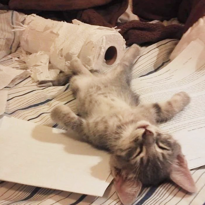 Kitten laying beside a roll of shredded paper towels
