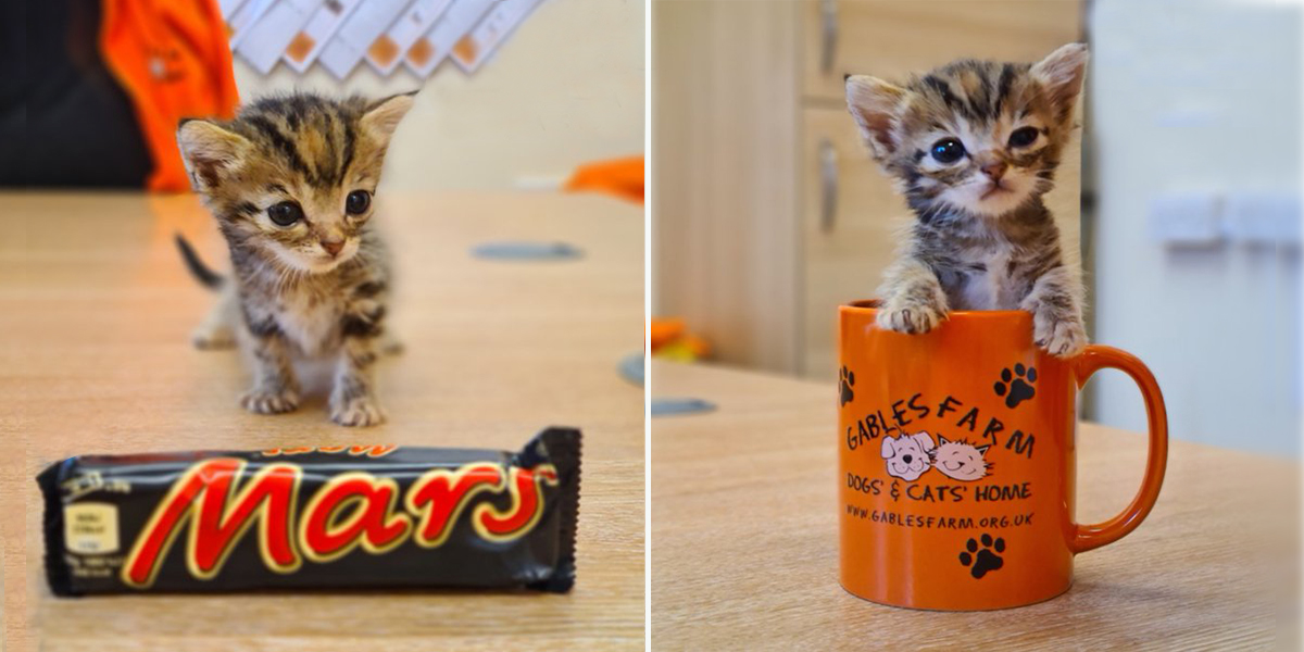 Shelter Rescues 'Fun-sized Freddo' the Size of a Candy Bar