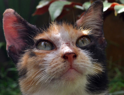 Your Cat’s Senses Are Spooktastic, But Can She Really See Ghosts?