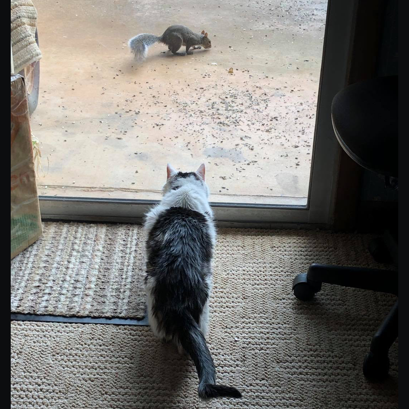 Gus and squirrel