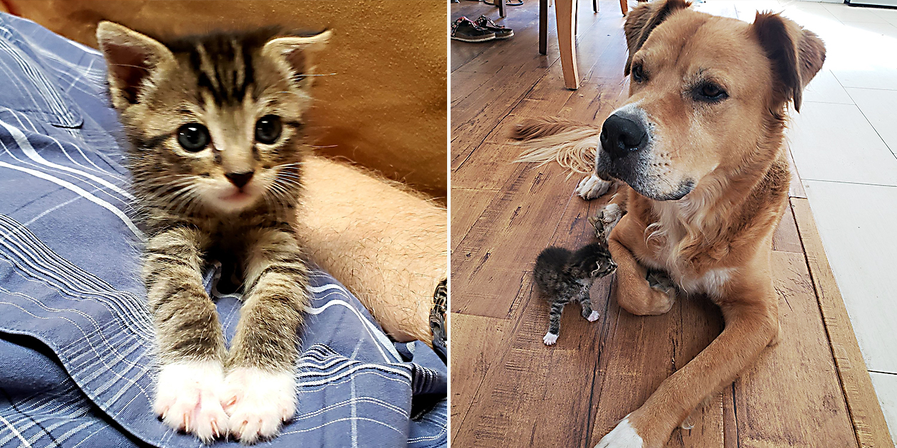 Kitten Fostering Lupin and Big Brother Teddy