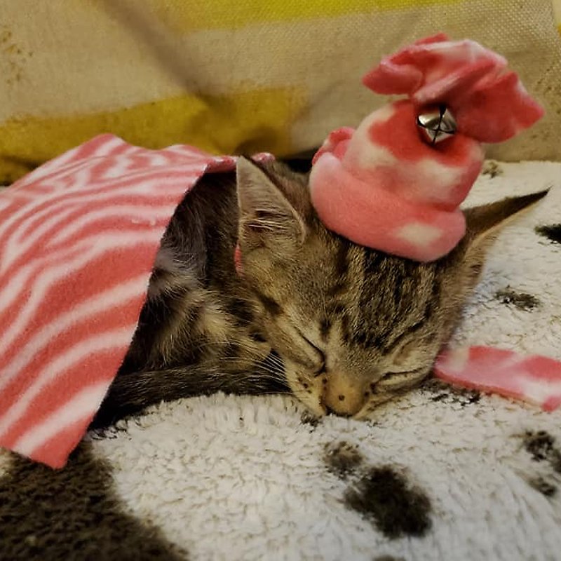 kitten in pink hat