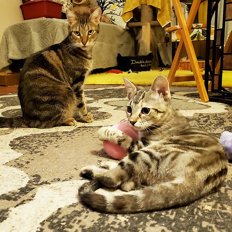 Two kitties, Molly
