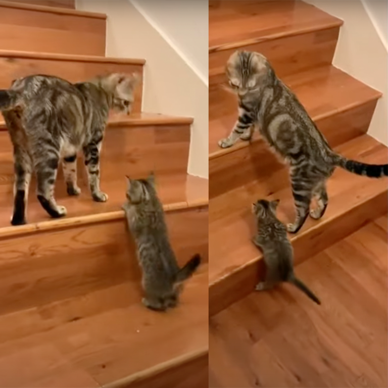 Kittens Discovering the Stairs for the First Time