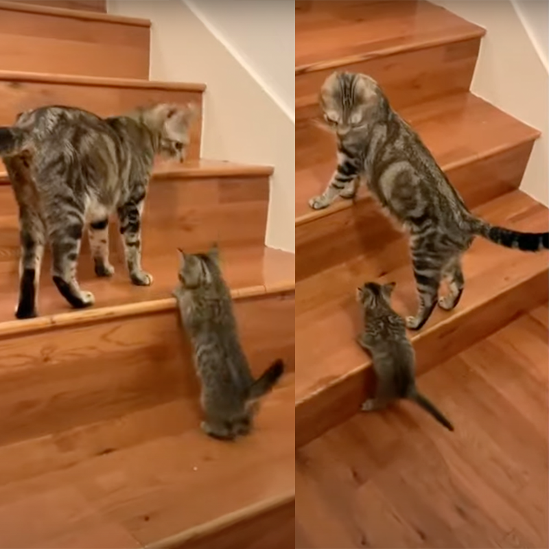 Kittens on the stairs