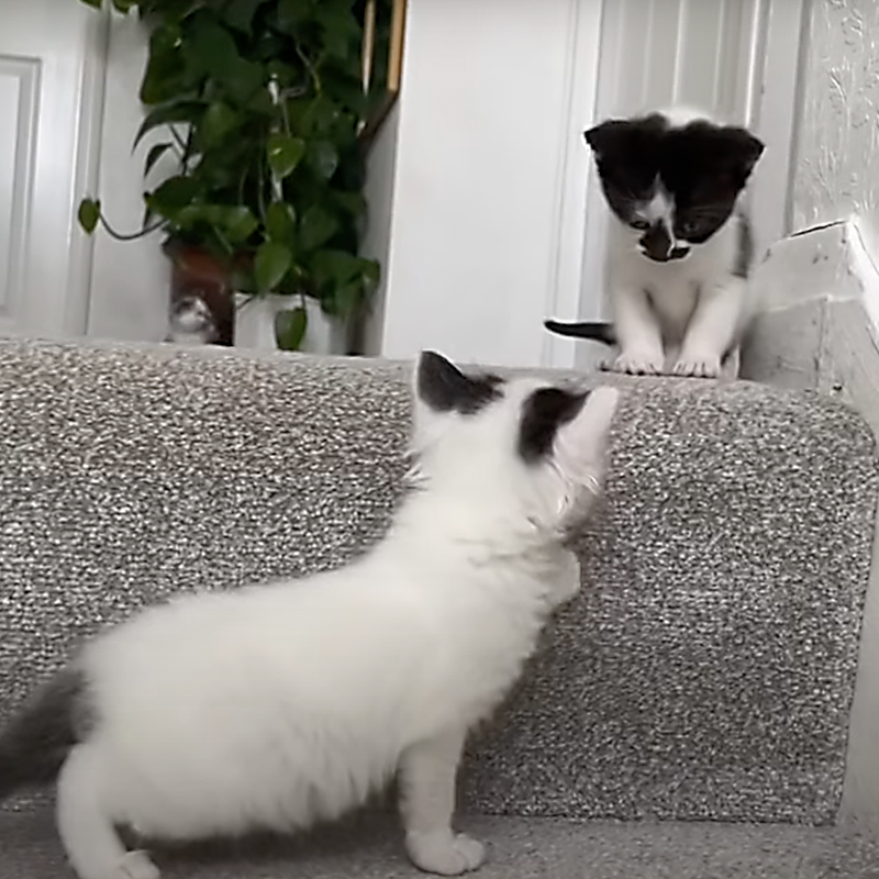 Kittens on stairs