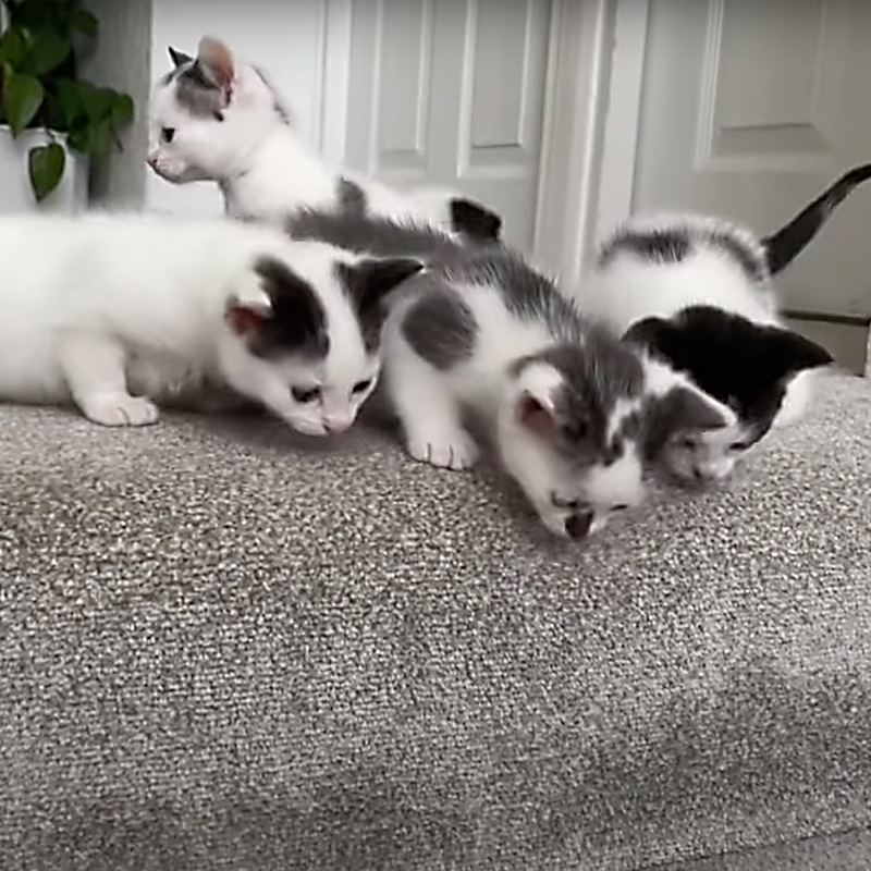 Kittens looking down stairs