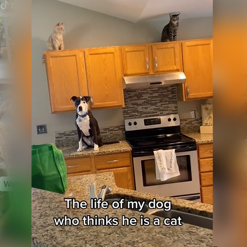 Pit bull and cats kitchen