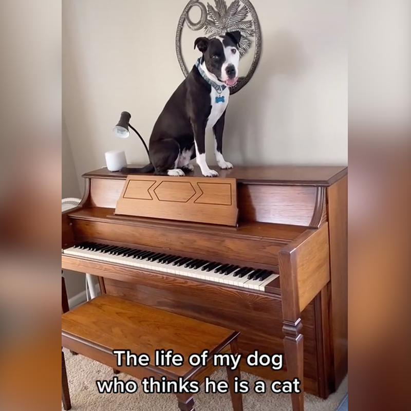 Mako on the piano