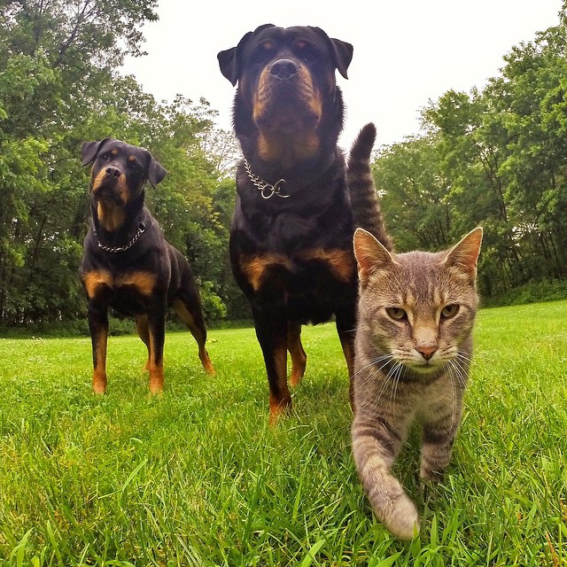 Rottweilers and cat