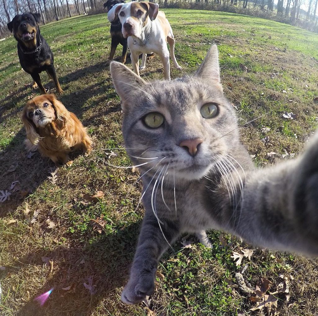 Manny the Selfie Cat