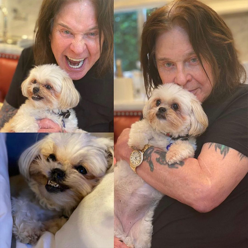 Ozzy Osbourne with dogs