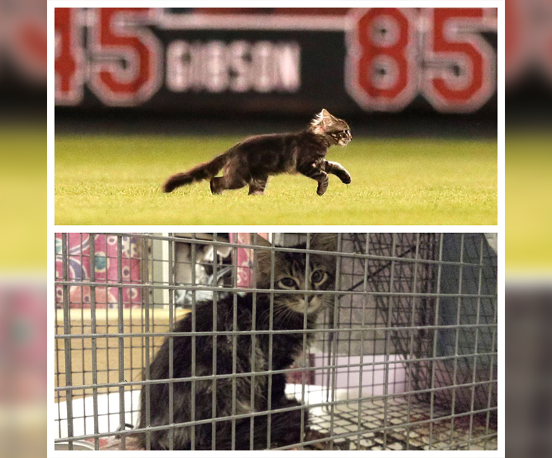 Rally Cat appears at Busch Stadium