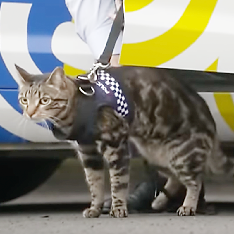 Arnold the police cat