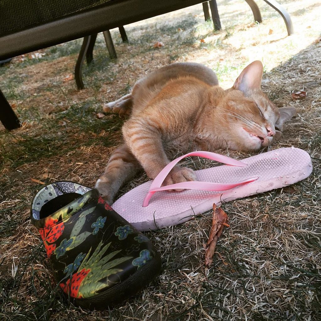 Snorri loves those flip-flops