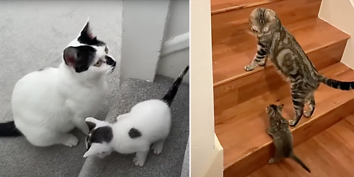 stairs, kittens