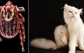 Ticks, tick on cats