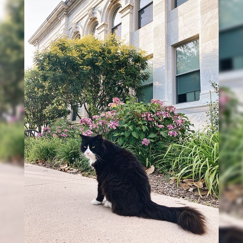 Cat at American University