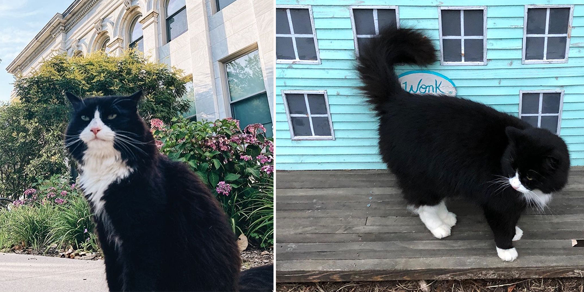 The Wonk Cat, Beloved Feral Feline at American University Goes Missing