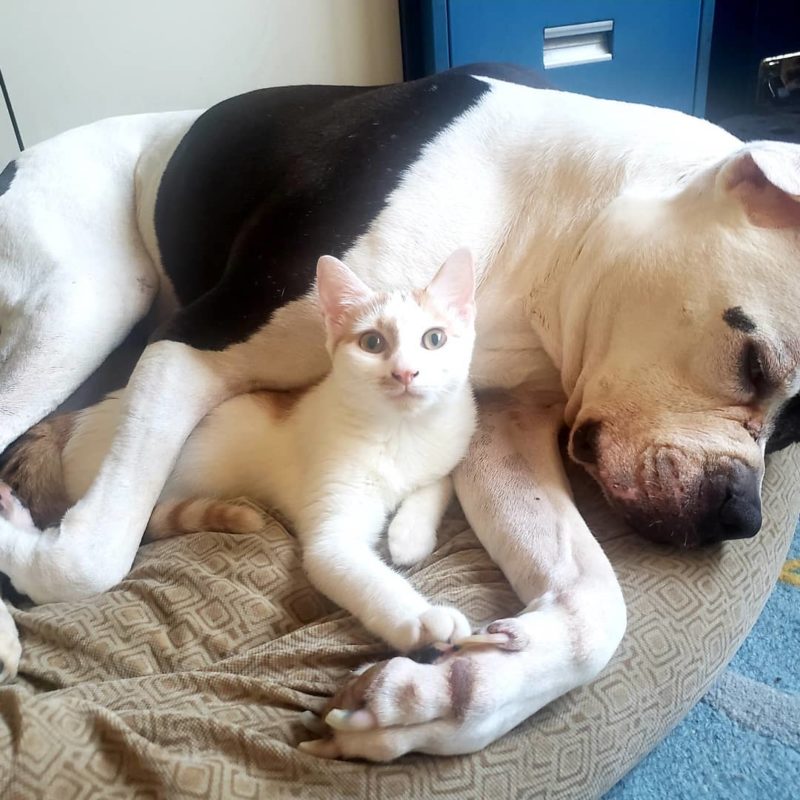 Foster Kittens Help Daisy the Pit Bull Separation Anxiety
