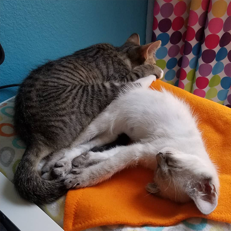 Pico and Ressler sleeping