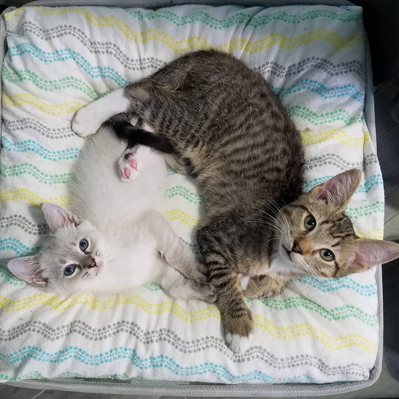Cuddling kitties