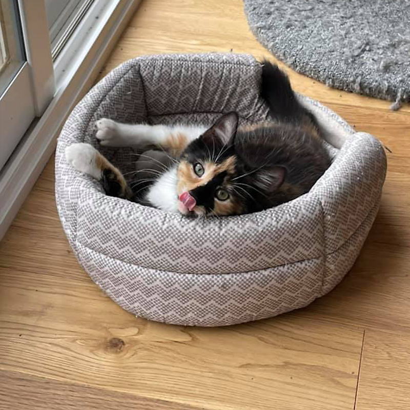 Butterscotch in her bed
