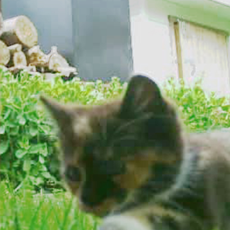 Butterscotch kitten caught on cam