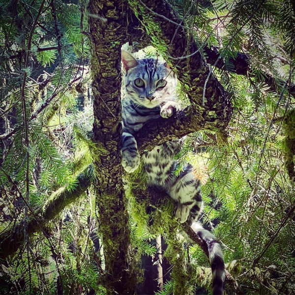 Canopy Cat Rescue Saves Cats from Incredible Heights in the Treetops