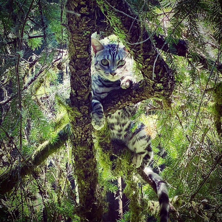Canopy Cat Rescue Saves Cats from Incredible Heights in the Treetops
