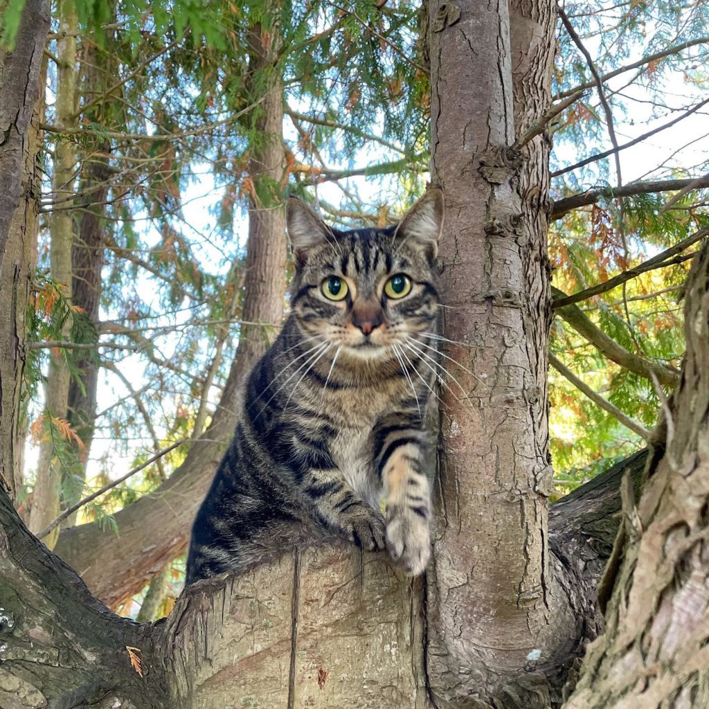 Misha in a tree