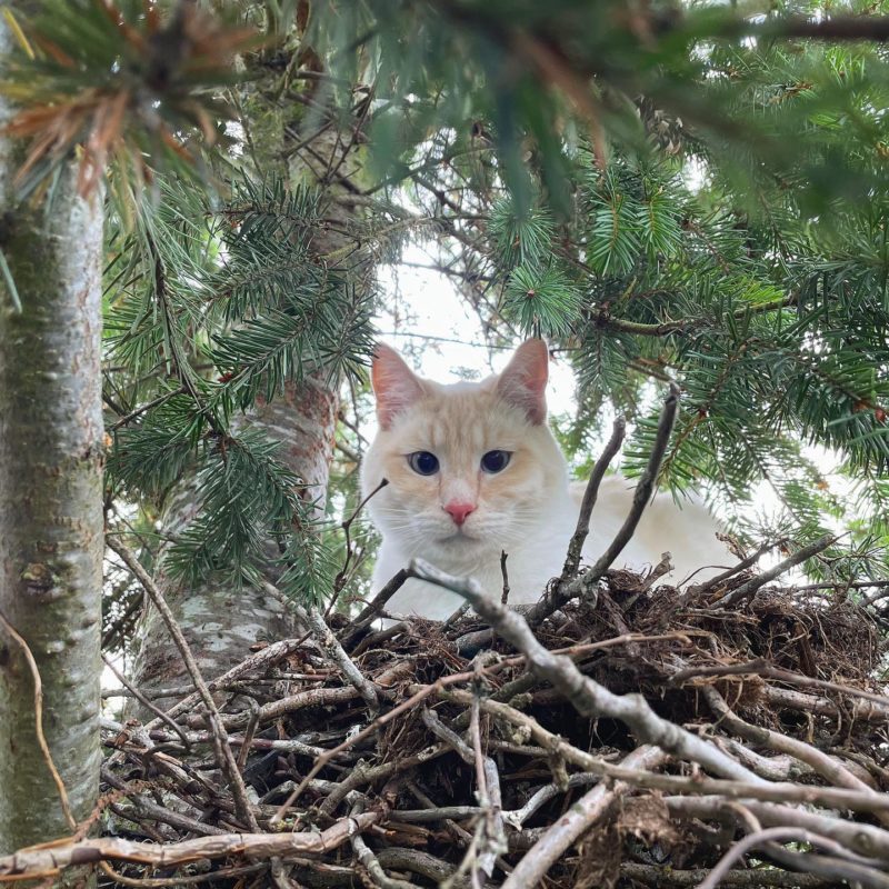 Canopy Cat Rescue Saves Cats from Incredible Heights in the Treetops