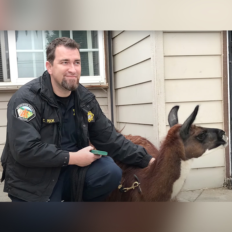 Officer Chris Peck, Department of Animal Services 